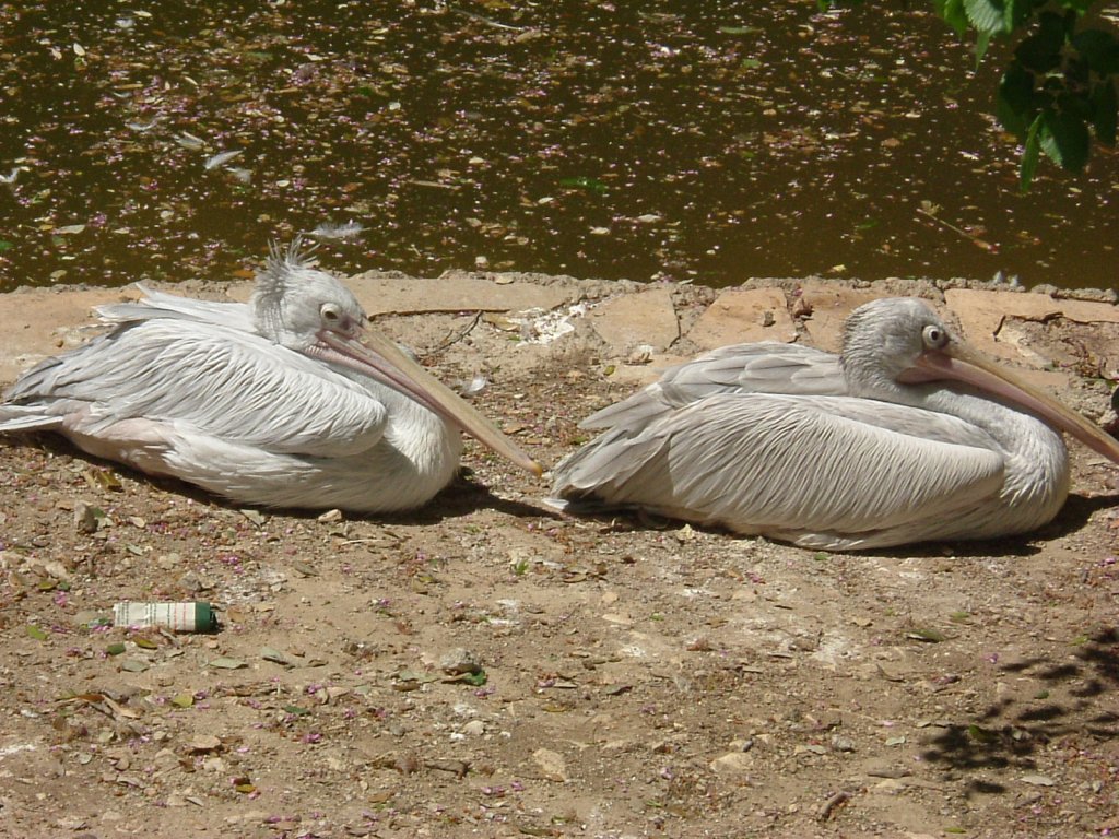 Je te plumerais la queue si tu n’avances pas. Car à ce rythme là, aujourd’hui peut-être ou alors demain on ira faire l’héron dans l’eau et tu me chanteras héron héron petit patapon. Fais vite le temps presse, n’oublie pas que l’été finit sa course et que sur le sable nos pas s’effacent déjà. Alors n’héron plus, mon joli pélican. (Photo Philippe Maillé)