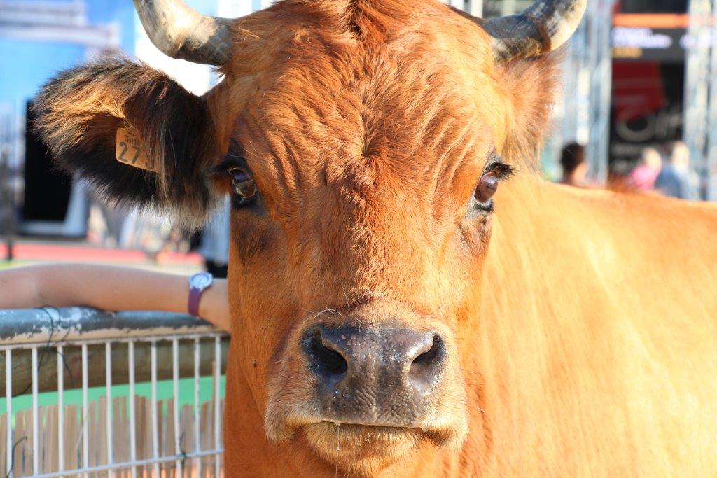 Bonjour. Je m’appelle Paulette. Certains doivent se souvenir de moi, je suis la vache qui s’est fait la malle pendant la Foire de Marseille. Je suis allée faire un tour au Monop’ parce que ras-les-cornes de me faire mater les jarrets enfermée dans un enclos, pas terrible. C’est peut-être ça que l’on appelle l’amour vache… Je suis pourtant du genre docile mais il est des regards étranges qui m’ont enlevé toute illusion quant à mon avenir. J’ai cru comprendre, les gens parlent devant une vache, que je ne suis pas la seule dans ce cas. (Photo Philippe Maillé)