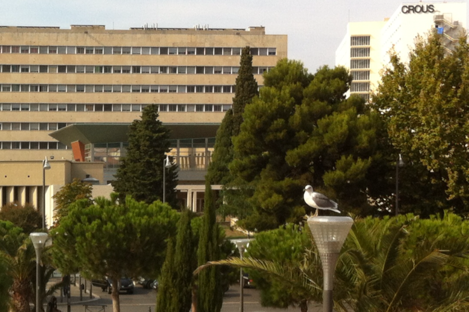 On trouve de drôles d’oiseaux à la fac Saint-Charles mais, tout le monde a le droit de s’instruire (Photo Hagay Sobol)