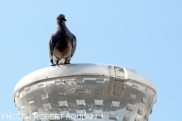 Je sonde l’horizon pour retrouver ma dulcinée. Elle ne reviendra peut-être pas mais toujours je l’attendrai ainsi perché, ne suis-je pas le dernier des « Werther » ! (Photo Robert Poulain)