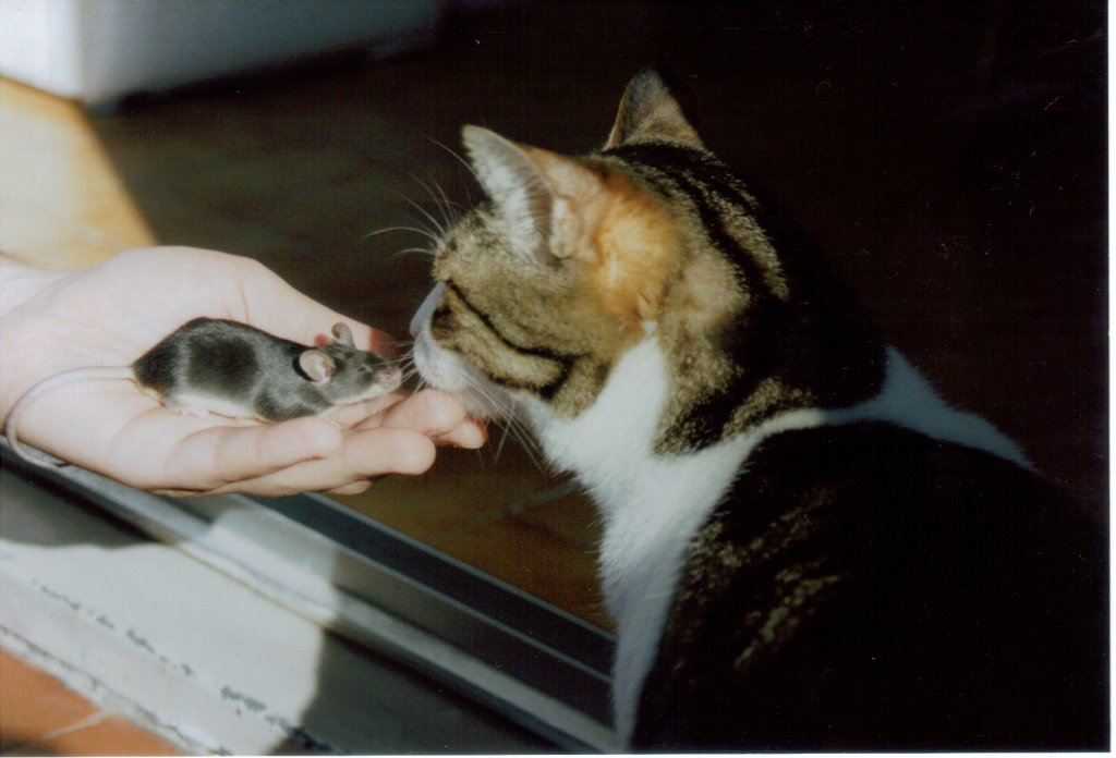 Tout le monde s’émerveille de voir jouer le chat et la souris, trouve qu’elle est belle cette rencontre que l’on peut vivre avec l’Autre. Et que, si ce n’est pas par plaisir, cela peut être par intérêt comme l’écrivait La Fontaine -que j’ai très bien connu par ailleurs- on peut même dire que je lui ai tenu la main... Mais nul ne s’en souvient, que dis-je, ne s’en préoccupe. Comme sur cette photo, d’aucun ne porte attention à moi, alors que je suis si prévenante... Les années ont passé. Après ma rencontre avec le fabulateur, j’ai rencontré une charmante jeune femme qui a écrit un ouvrage sur notre rencontre. Enfin célèbre ? Non, une malencontreuse coquille a transformé le titre en L’Amant* . Je suis retournée dans l’ombre. J’ai eu une proposition au cinéma, j’avais le rôle bien en main. Le public m’a adoré. Je n’aurais jamais cru cela, au générique, j’étais inscrite sous le nom de « La chose ». Dégoûtée, famille (Addams), je vous hais. Pourtant je cherche toujours l’âme sœur, j’ai même écrit une chanson : « Ce sera nous et deux mains ». (Photo Philippe Maillé) *Le titre original devait être l’Ambidextre