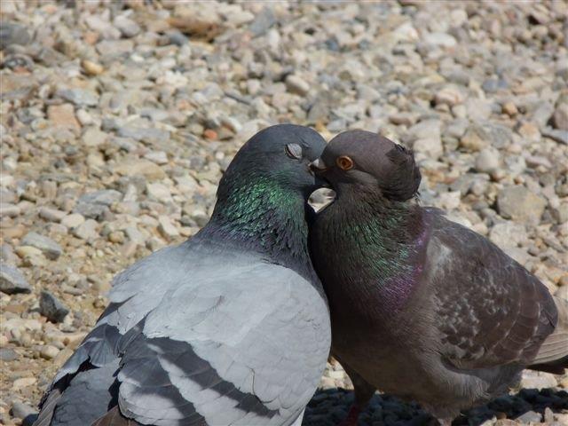 A ceux qui croient que l’amour est, au mieux, ridicule, qu’il est une porte ouverte sur la souffrance, la trahison, qu’il vaut mieux traverser la vie comme un rapace. Qu’ils réfléchissent au fait qu’il y a plus de pigeons que de rapaces sur cette terre. Justement, s’écrieront certains, torse bombé et postillons lointain. Que nenni ! L’amour peut se fourvoyer, se tarir, oui, mais il n’en reste pas moins force de vie. La haine, elle, n’est que destruction. Alors, que diantre, soyons pigeons et fiers de l’être. (Photo Philippe Maillé)