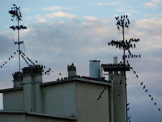 Bien sûr, en matière de culture, ceux de Hitchcock représentent un must. Mais, ils étaient nombreux, les oiseaux de mauvais augure, pour dire, que Marseille Provence 2013 n’aurait pas le titre, que toutes les autres candidatures étaient plus pertinentes. Puis, que cette candidature n’irait pas au bout. Puis, que l’ouverture était nulle, puis que, puis que... Ce n’est pas un scoop, tout n’est pas parfait. Mais, les succès succèdent aux succès et quel bonheur partagé, ces fêtes populaires. Mais, Mucem, Villa Méditerranée, Fondation Regards de Provence, Vieux Port... pour ne rester qu’à Marseille - cible principale des oiseaux de mauvais augure - répondent à de vraies attentes. Alors il faudra bien que ces oiseaux se remémorent l’immense Barbara : « Bien sûr il n’y a pas la Seine, ni même le bois de Vincennes... » (Photo Philippe Maillé)