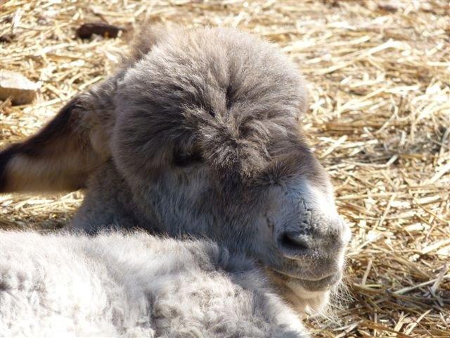 « Quoi ma gueule ? Qu’est-ce qu’elle a ma gueule ? Oui elle a une grande gueule. Oui elle me fait la gueule... ». Et d’abord, vous ne seriez pas abattu, vous, avec la chaleur qu’il fait et l’autre qui ne cesse de me demander : « Âne ma sœur âne ne vois-tu rien venir ? ». Pourtant je n’arrête pas de lui répondre que « je ne vois que la route qui poudroie ». Bon, j’en ai marre, surtout que « je la voyais pas comme ça ma vie » puisque « j’aurais voulu être un artiste ». (Photo Philippe Maillé)