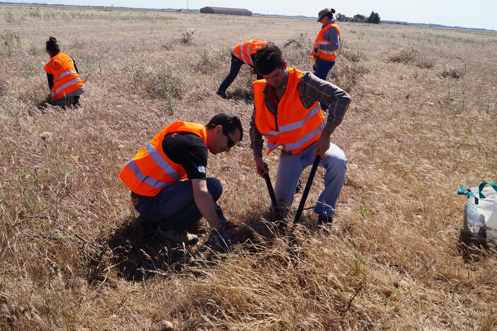 Les carriers bénévoles ont mené une action d’arrachage des plantes invasives susceptibles de nuire au développement des espèces faunistiques et floristiques composant les Coussouls de Crau (Photo Unicem Pacac)