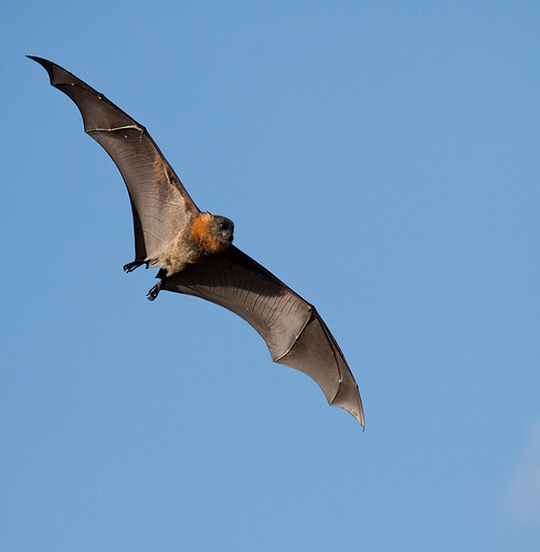 Le nombre de chauves-souris a considérablement diminué (Photo D.R)