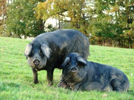 Le porc Noir de Bigorre est l'une des plus anciennes races de porc français (Photo D.R.)