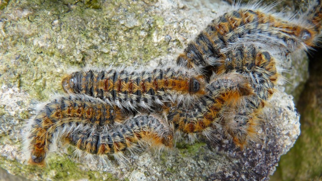 Chenille processionnaire du pin (Photo D.R.)