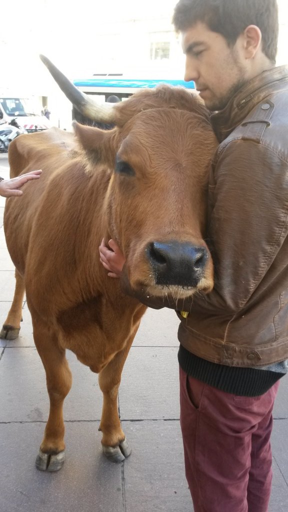 L'amour vache existe la preuve ici à Marseille où une belle bovine a débarqué sur la Canebière (Photo Philippe Maillé)