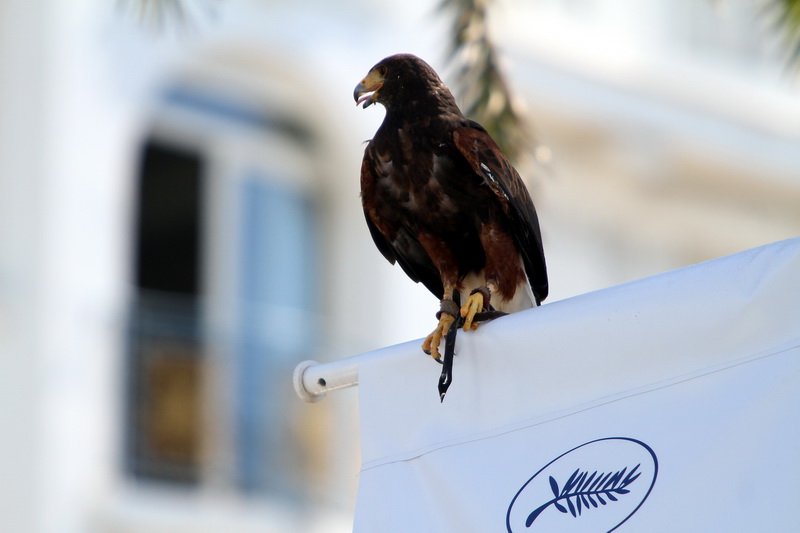 Il y a aussi des rapaces au Festival de Cannes (Photo Robert Poulain)