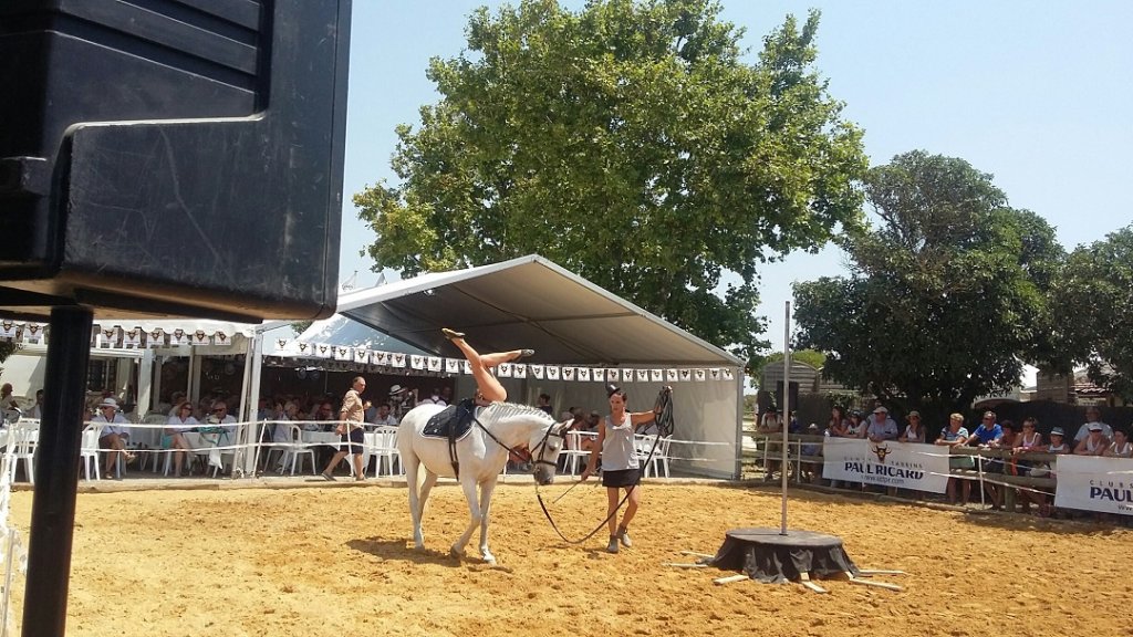 A Méjanes (Camargue) c'est la tête, les jambes et le cheval (Photo Patricia Maillé-Caire)