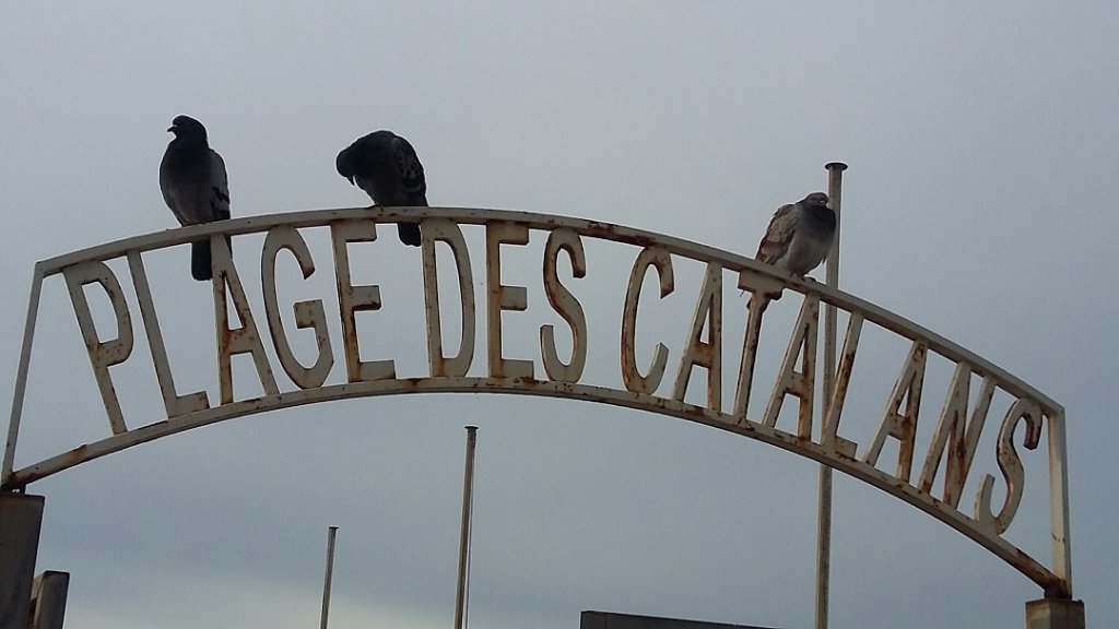 Marseille: les nouveaux gardiens de la plage des Catalans viennent de prendre leur fonction. Attention! Ce sont les descendants directs des "Oiseaux" recrutés par Alfred Hitchcock (Photo Patricia Maillé-Caire)