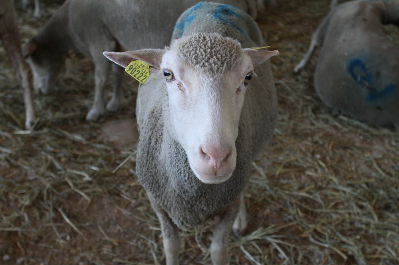 Et bien moi je vais bientôt partir en vacances à transhumance (Photo Robert Poulain)