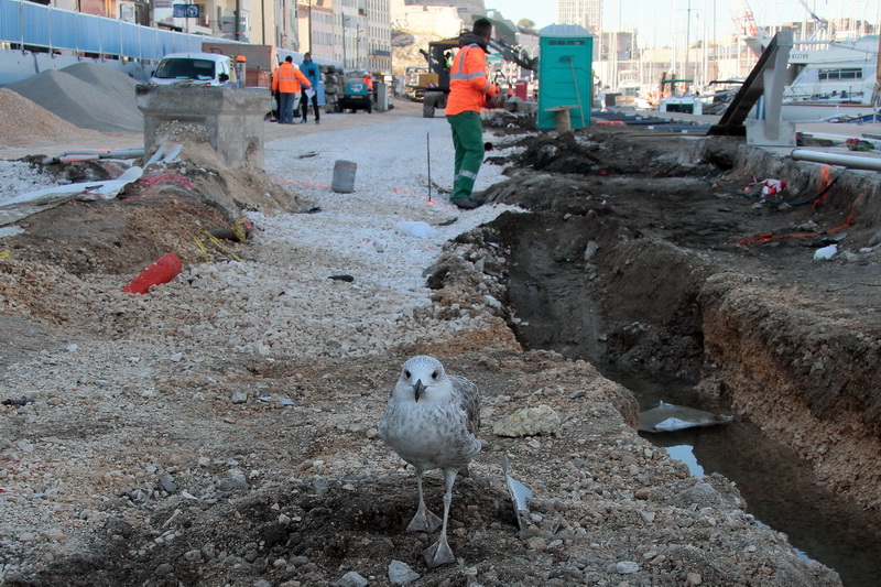 Gabian, le nouvel inspecteur des travaux pas finis (Photo Robert Poulain)