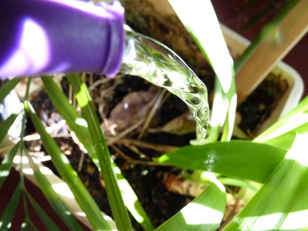 Limiter au strict nécessaire sa consommation d'eau (Photo Patricia Maillé-Caire)