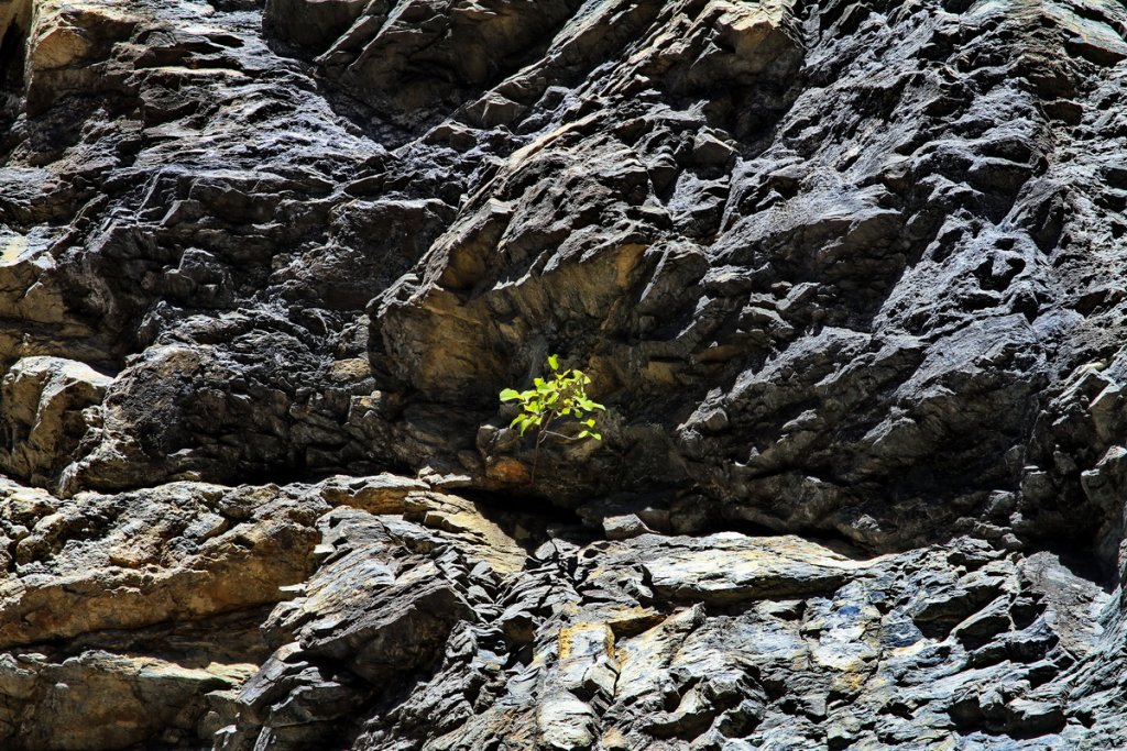 Il y a toujours un brin d'espoir (Photo Robert Poulain)