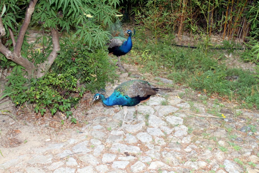 Paon ! paon ! serait-ce l'ouverture de la chasse... (Photo Robert Poulain)