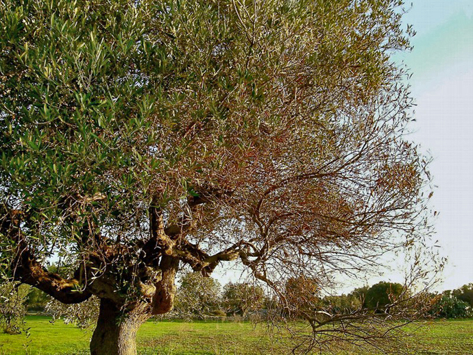 Xylella Fastidiosa s'attaque aux oliviers (Photo Labocea)