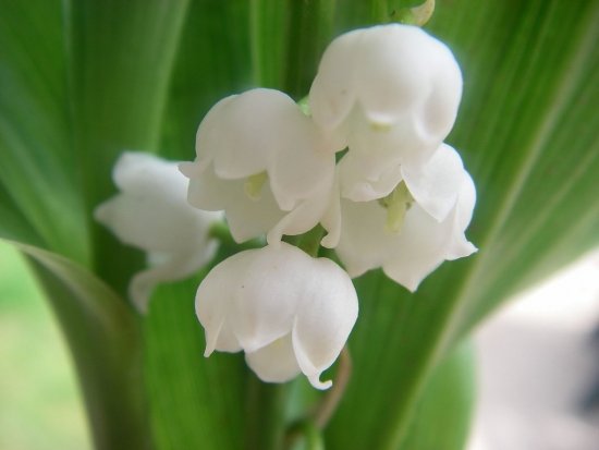 Le muguet du 1er mai (Photo P.M.-C)