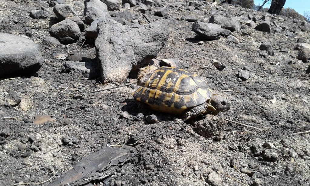 Ne ramassez pas les tortues survivantes après les incendies, c'est grâce à ces tortues que les populations sauvages se reconstitueront© S. Caron / SOPTOM