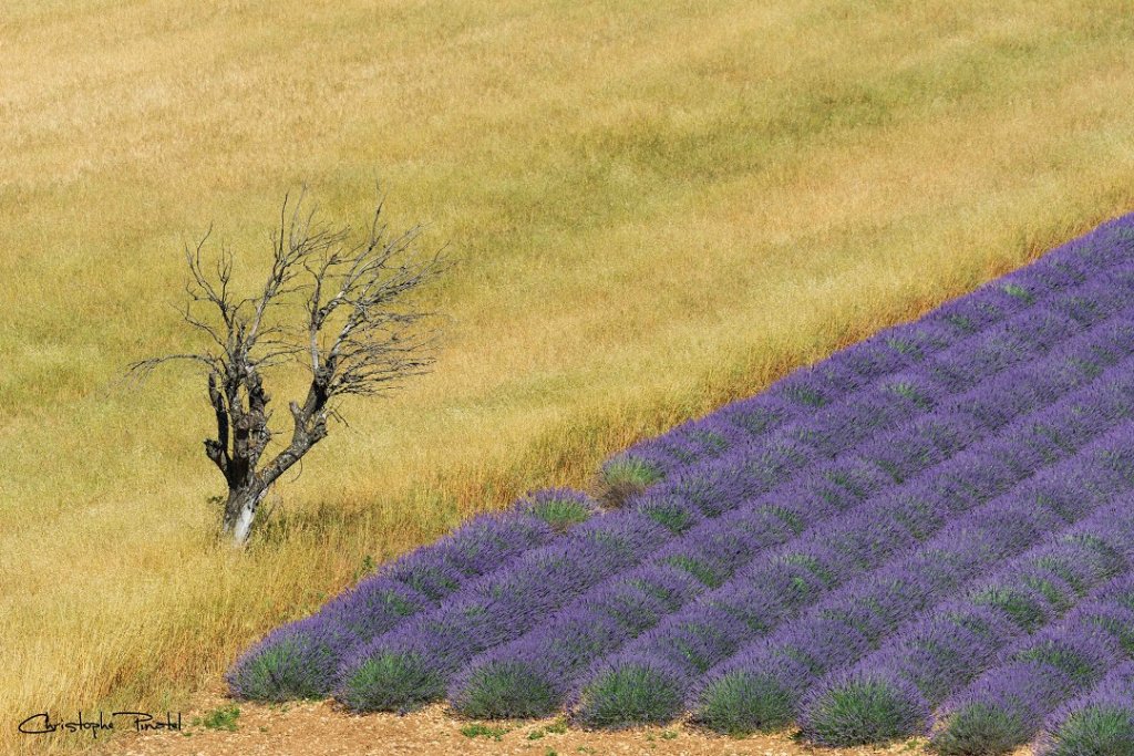 La beauté des contrastes sur le plateau de Valensole (Photo Christophe Pinatel)