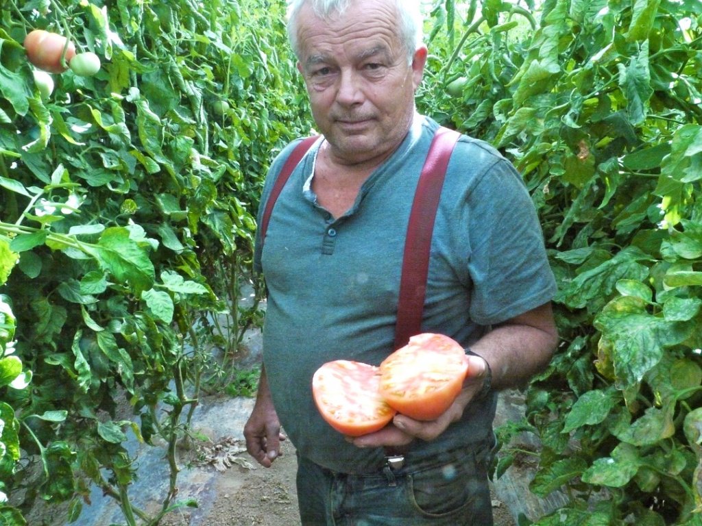 Dans ses serres, Michel Tamisier présente la Générose. (Photo M.E.)