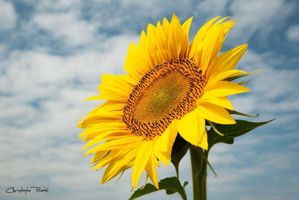 Quand le soleil est à portée de regard (Photo Christophe Pinatel)