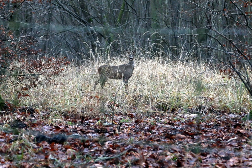 Tiens une biche... (Photo Robert Poulain)