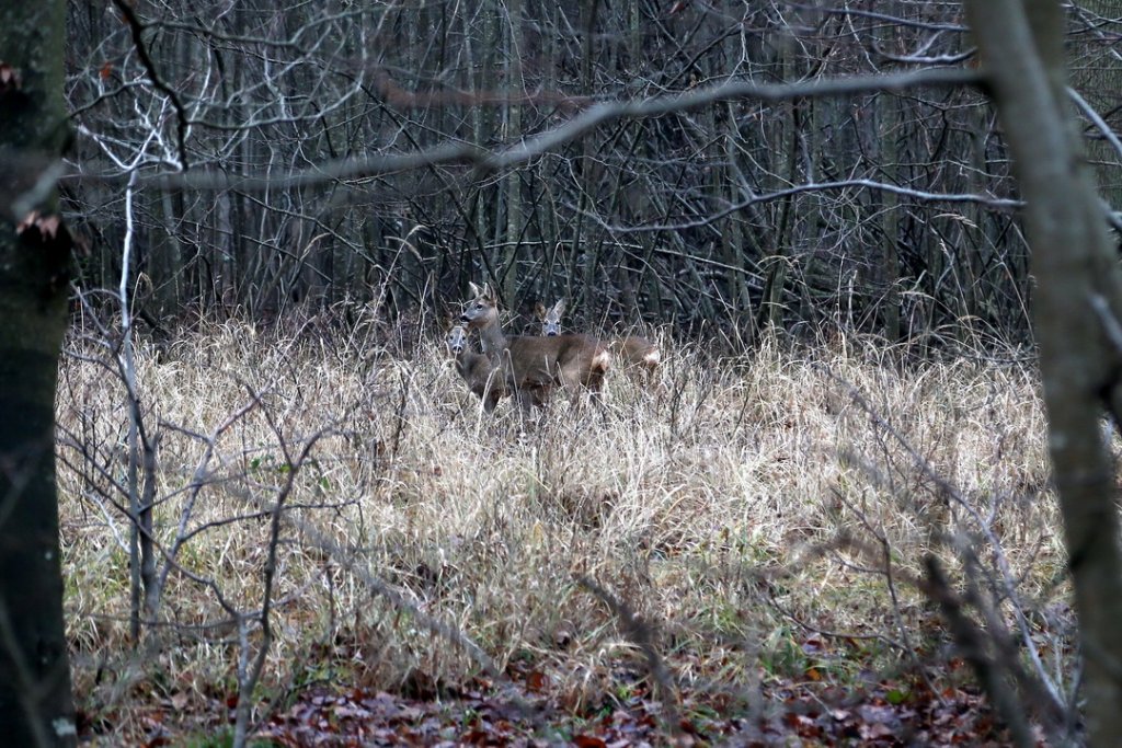 Tiens des biches... Que cette année 2019 ne ressemble pas à 2018 et qu'elle symbolise, comme ces animaux, la bienveillance à l'égard de tous (Photo Robert Poulain)