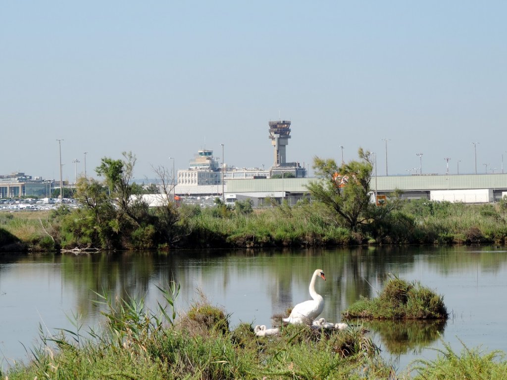 L'aéroport agit pour la biodiversité en préservant notamment les Salins du Lion, qui abritent une centaine d'espèces (Photo AMP)