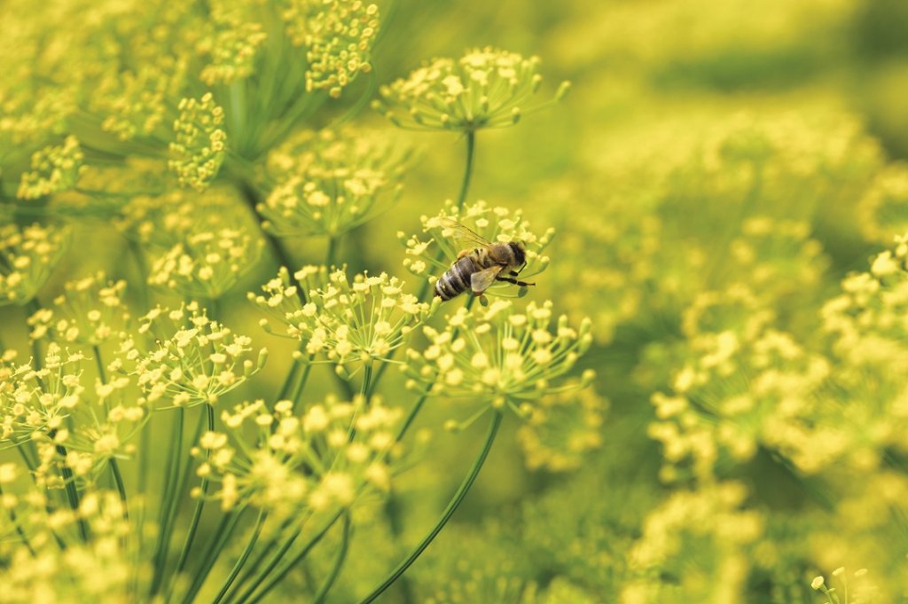 La présence d’essaims d’abeilles dans un champ de fenouil du plateau de Valensole (Photo D.R./Ricard)