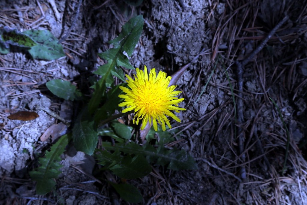 La nature reprend toujours ses droits (Photo Robert Poulain)