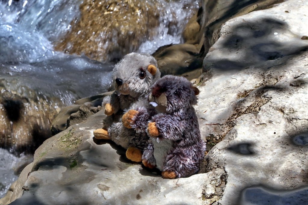 Mais où sont passés vaches et chocolats? Des marmottes en fuite revendiquent le droit à sortir de l'hibernation libres (Photo Robert Poulain)