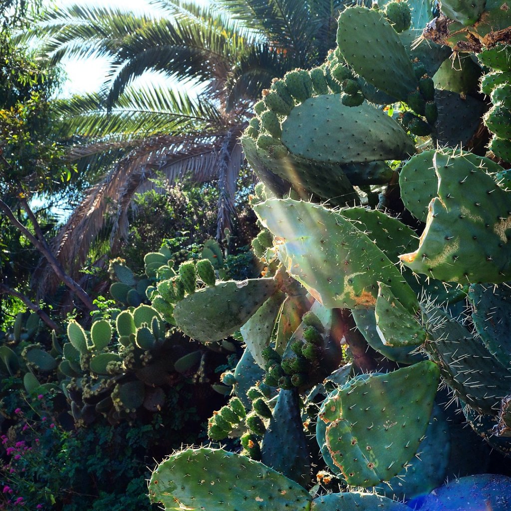 Le monde entier est un cactus... (Photo Hagay Sobol)