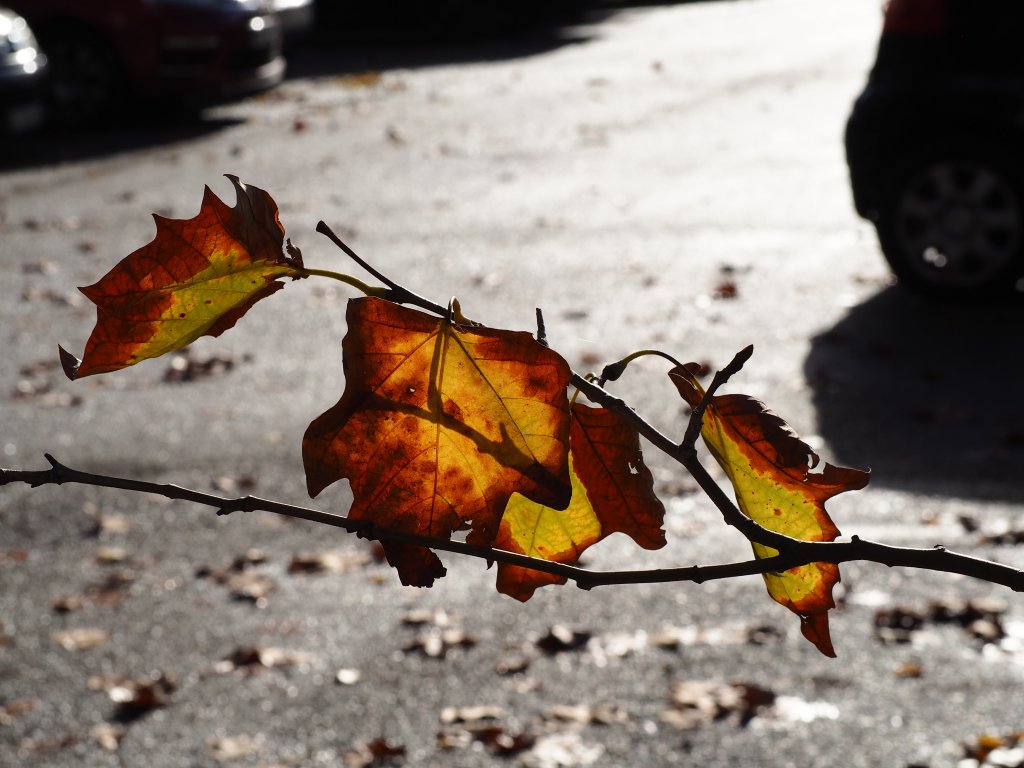 "La feuille d'automne emportée par le vent..." (Photo Hagay Sobol)