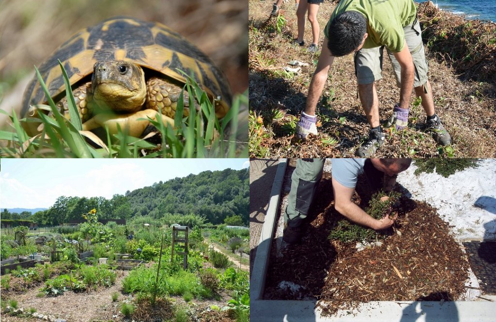 Arpe-ARB de la protection de la tortue Hermann aux jardins partagées en passant par les chantier natures... (Photos ARPE)