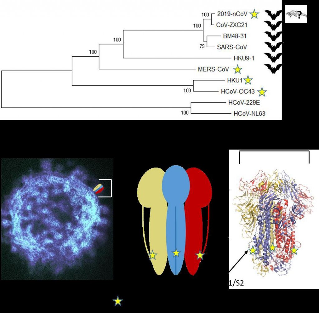 - En haut : Arbre phylogénétique d’une sélection de coronavirus de chauve-souris ou humains. - En bas : La protéine Spike à la surface du virus, facteur de reconnaissance cellulaire avec le site de liaison au récepteur cellulaire dans le domaine S1, relié au domaine allongé S2 par un lien peptidique. Le site de maturation identifié dans cette étude est représenté par une étoile jaune. © Bruno Coutard, Etienne Decroly