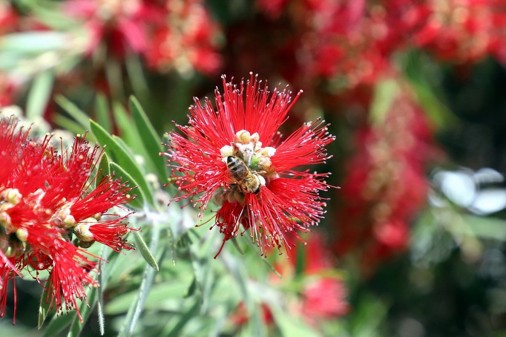 C'est le printemps et les abeilles sont enfin peinardes (Photo Robert Poulain)