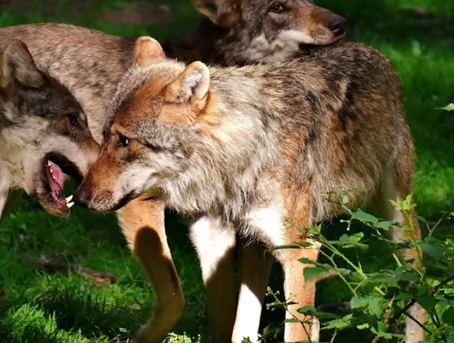 Le loup est un animal social qui vit en meute. Les attaques sur les troupeaux domestiques sont les principales sources de conflits actuels avec l’Homme. (Photo capture d'écran/DR)