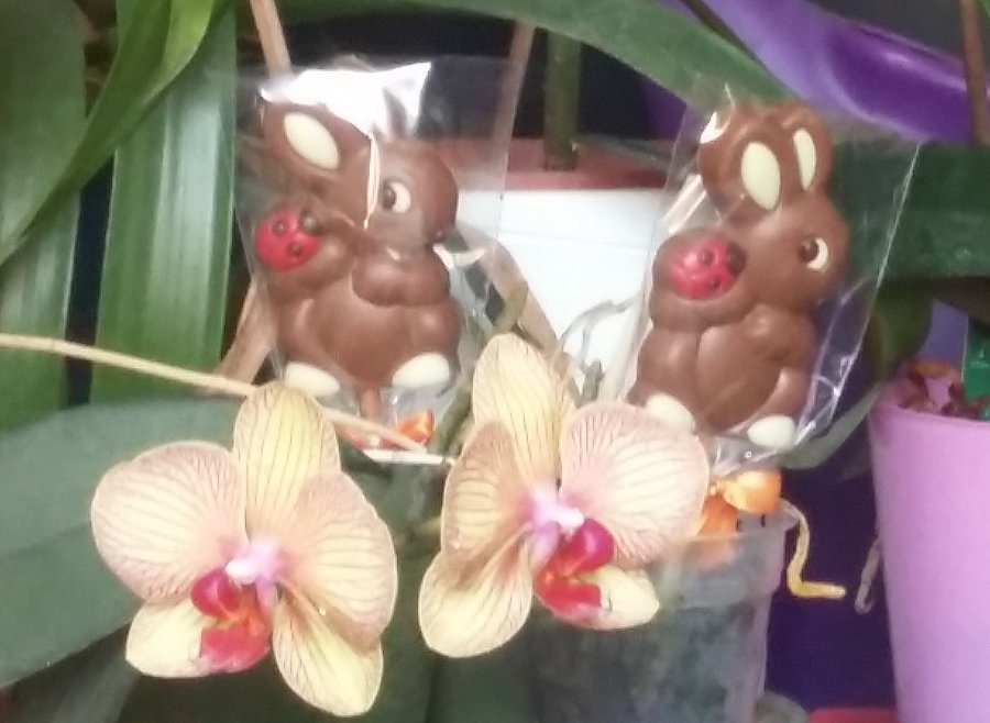 hé oui, les petits lapins en chocolat pousssent dans les Orchidées. Joyeuses fêtes de Pâques . © Patricia Maillé-Caire