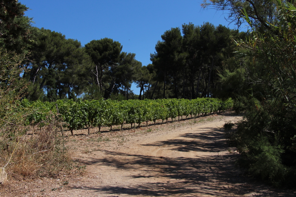 Domaine viticole Paul Ricard sur l'île des Embiez © Philippe Maillé