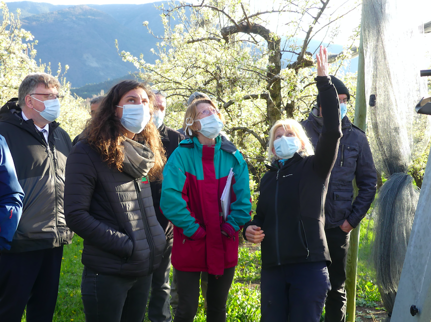 Michèle Margiotta, arboricultrice haut-alpine montre le système mis en place pour la protéction de ses arbres fruitiers ©AG