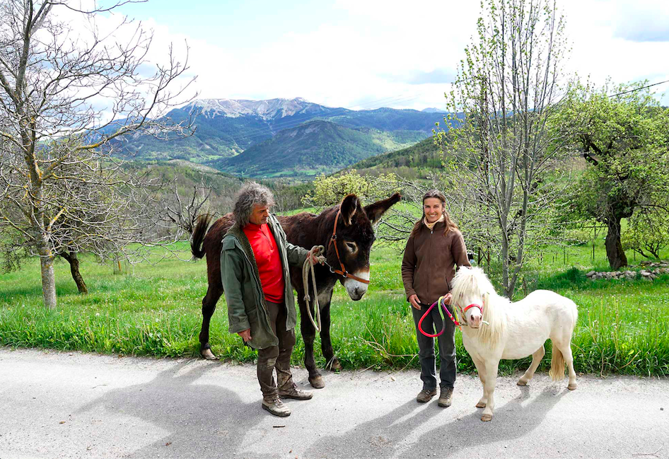 La saison de monte a repris avec les deux entiers de l’élevage Xiulet et Geronimo : les saillies se feront jusqu’à fin juin. ©L'Espace Alpin