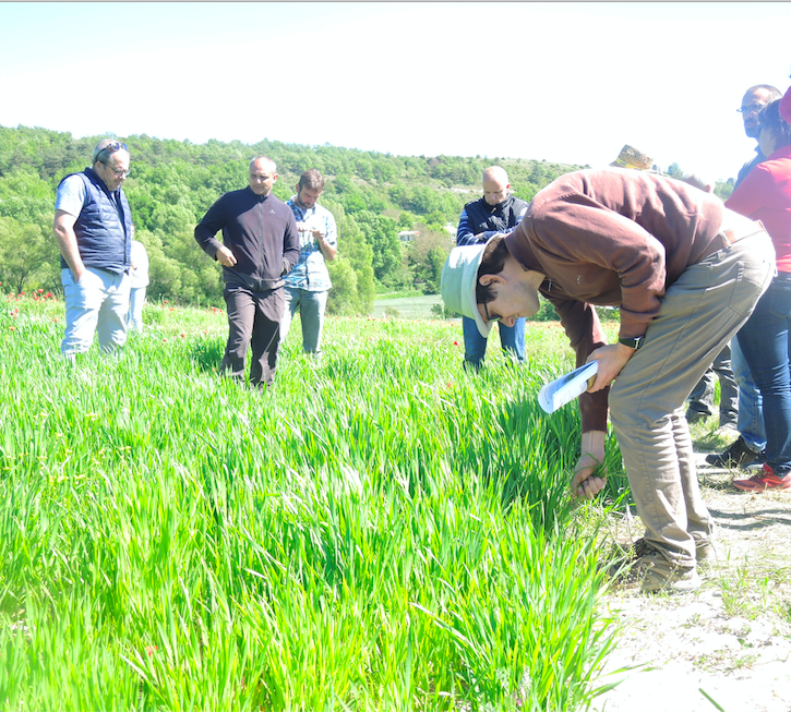 Visite à Mane sur un champ cultivé par Laurent Depieds. ©L'Espace Alpin