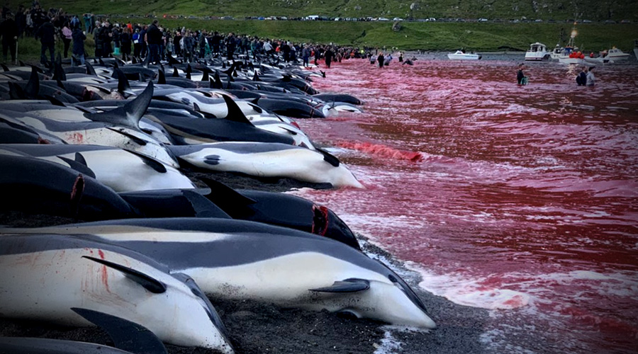 Ce massacre géant de dauphins remet en cause la tradition ancestrale du "grind" ©Avaaz.org