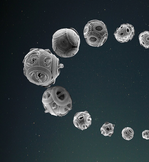 Les coccolithophores, qui constituent une part importante du phytoplancton, ont évolué au rythme de l’excentricité de l’orbite terrestre. © Luc BEAUFORT /CNRS / Cerege