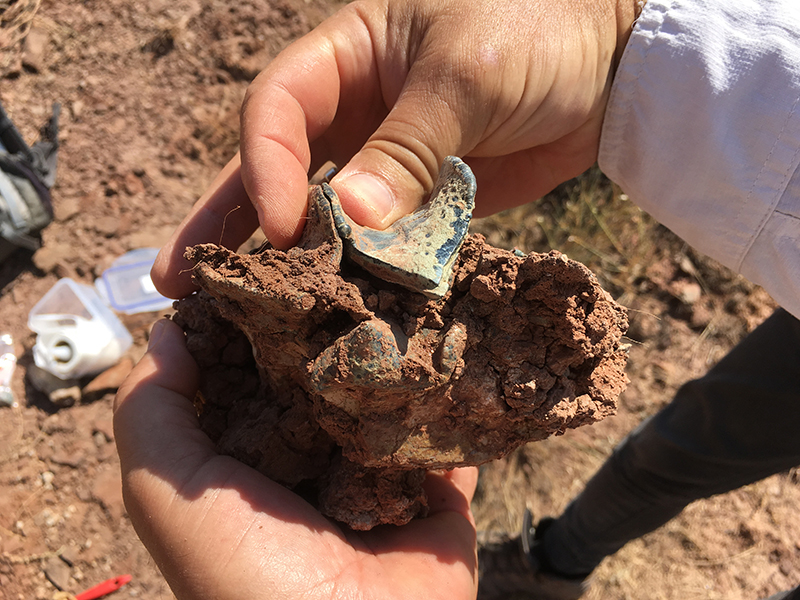 Molaire supérieure d’un mammifères brontothère d’origine asiatique. © Alexis Licht & Grégoire Métais