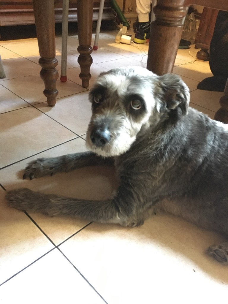 Lune est un petit griffon femelle de 12 ans, très calme et douce © E.B.