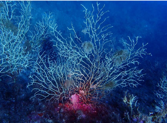 Dans certaines colonies (Riou et Morgiou) la quasi-totalité des individus est nécrosée. © Patrick Bonhomme, Parc national des Calanques et Fabienne Henry, Narval Plongée