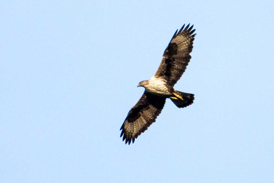 L'aigle de Bonelli est une espèce protégée